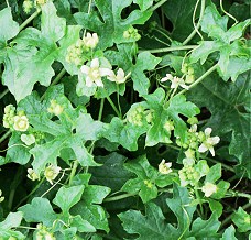 Leaves and flowers of Bryonia dioica